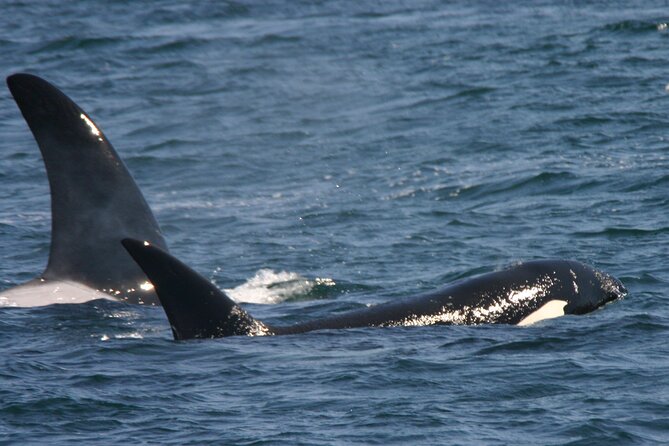 Only Wildlife and Whale Watching Tour Leaving from Seattle - Standard seats, premium seats, and outdoor viewing