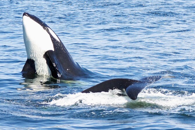 Only Wildlife and Whale Watching Tour Leaving from Seattle - What the naturalist adds