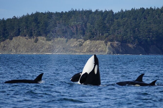 Orca whale tour from Orcas Island - Key points to know before you book