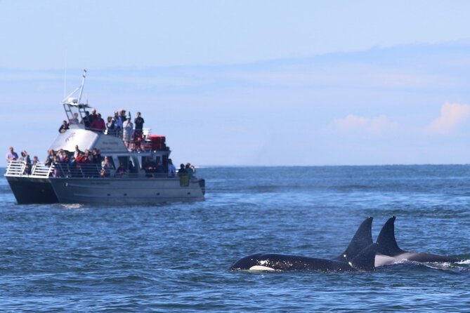 Orca whale tour from Orcas Island - Why a Bigg’s orca tour from Orcas Island feels different