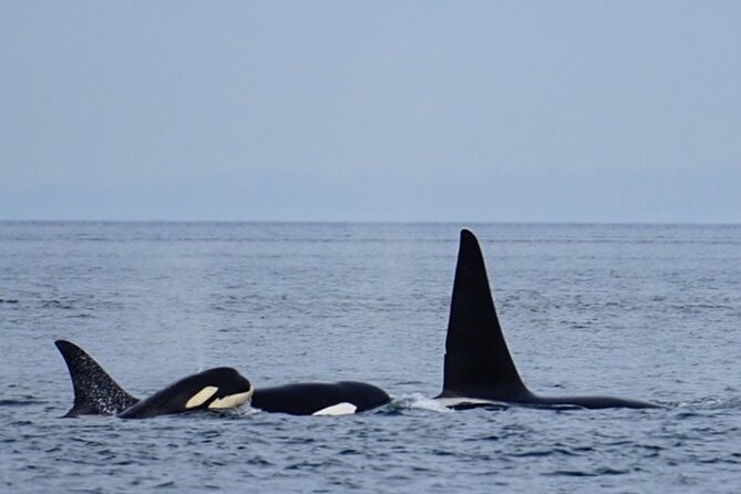 Orca whale tour from Orcas Island - A marine naturalist adds context to the search