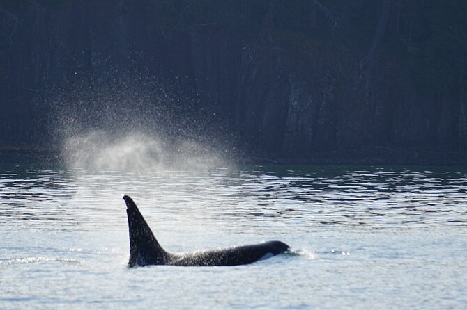 Orca whale tour from Orcas Island - How much value do you get for $199?