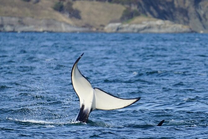Orca whale tour from Orcas Island - What happens during the 3 to 5 hours
