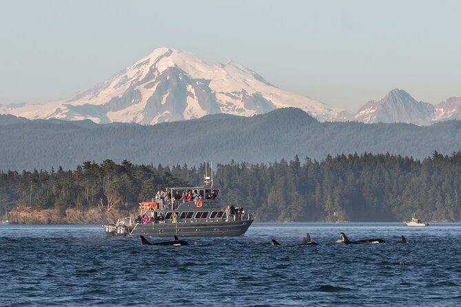 Orcas Island Whale Watching - Key points at a glance