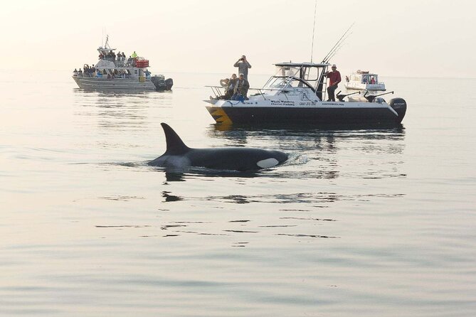 Orcas Island Whale Watching - Why Orcas Island is a strong whale-watching base