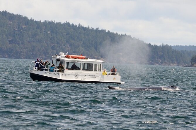 Orcas Island Whale Watching - Leaving Orcas Island on a smaller, faster boat