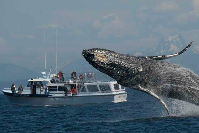 Orcas Island Whale Watching - Humpbacks, minkes, and gray whales