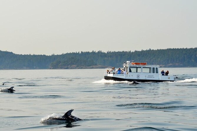 Orcas Island Whale Watching - The supporting cast: seals, sea lions, otters, and eagles