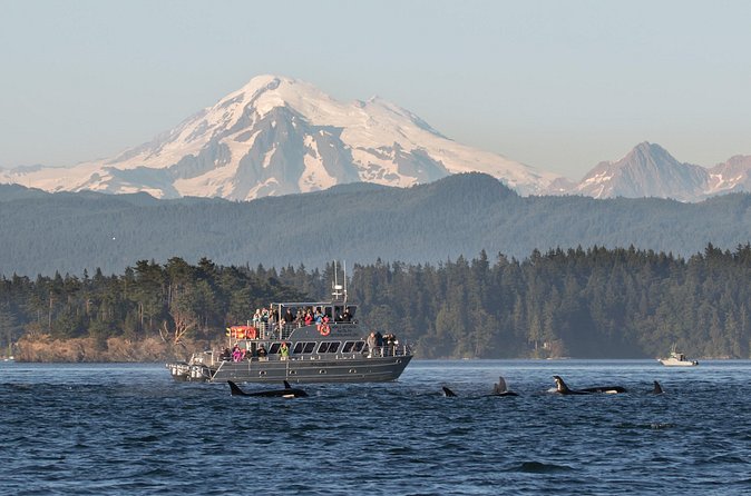 Orcas Island Whale Watching - What the guide adds to the ride