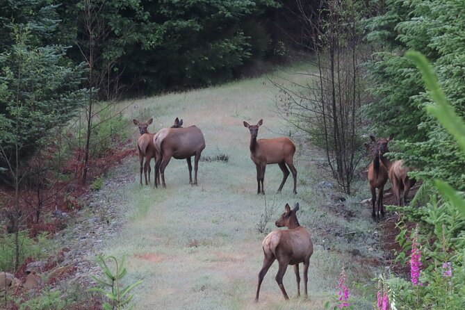Private Mt Rainier National Park Tour in SUV - Should you book the private Mount Rainier SUV tour?