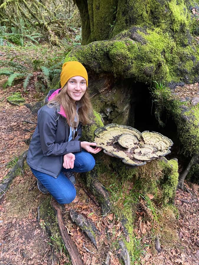 Rainforest and Olympic National Park Highlights - Key points to know
