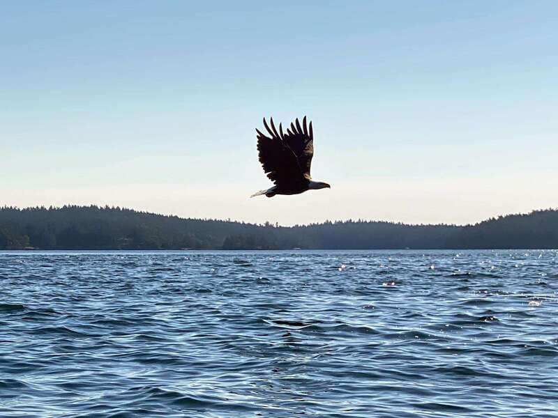 San Juan Island: Full Day Kayaking Tour with Lunch - Key points to know before you paddle
