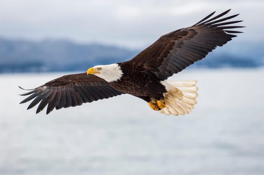 Seattle: Half-Day Wildlife and Whale Watching Cruise - Leaving Pier 69 for the Salish Sea