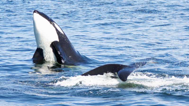Seattle: Half-Day Wildlife and Whale Watching Cruise - Why the naturalist matters