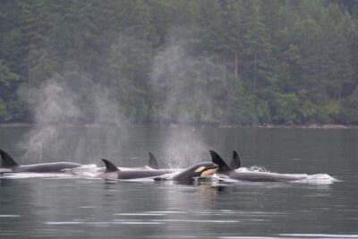 Half-Day Wildlife and Whale Watching Cruise