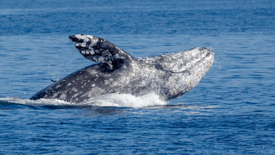 Seattle: Half-Day Wildlife and Whale Watching Cruise - Finding a good place to watch