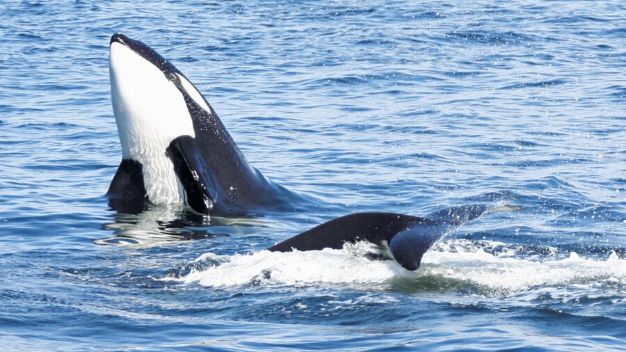 Seattle: Half-Day Wildlife and Whale Watching Cruise - Food, drinks, and comfort aboard