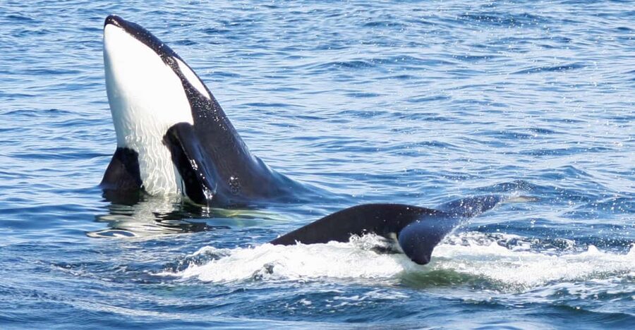 Seattle: Half-Day Wildlife and Whale Watching Cruise - How the wildlife viewing rules shape the trip