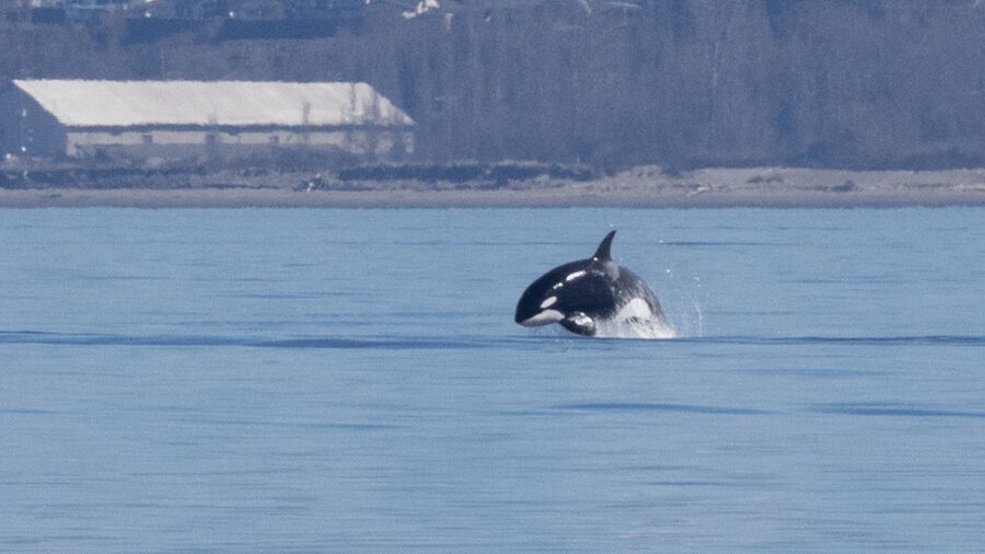 Seattle: Half-Day Wildlife and Whale Watching Cruise - Who will enjoy this Seattle cruise most
