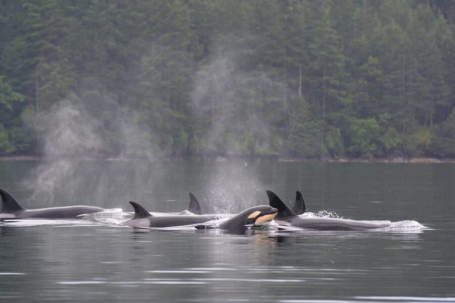 Seattle: Half-Day Wildlife and Whale Watching Cruise - Searching the water for orcas and humpbacks