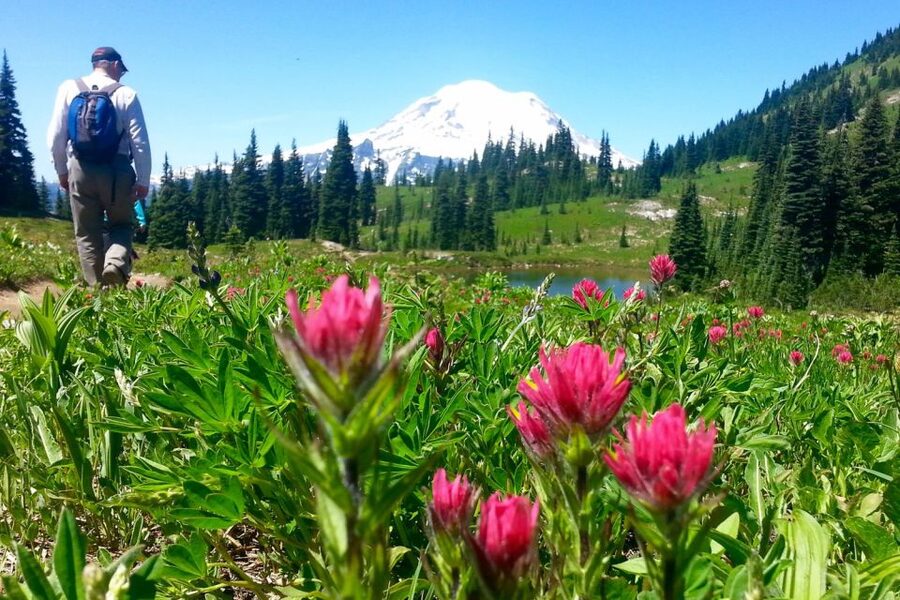 Seattle: Mount Rainier Park All-Inclusive Small Group Tour - Wildflowers, meadows, and the high views
