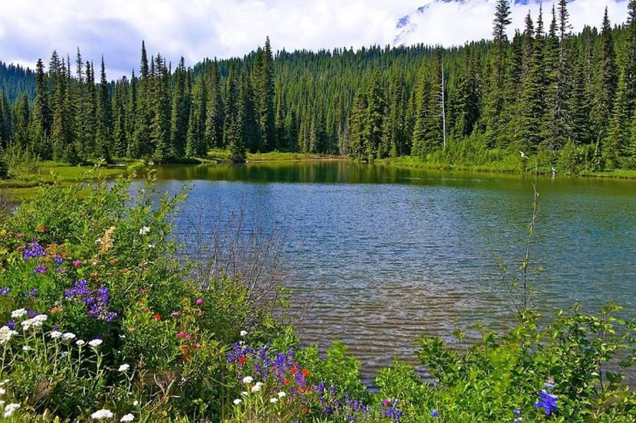 Seattle: Mount Rainier Park All-Inclusive Small Group Tour - Winter snowshoeing and seasonal planning
