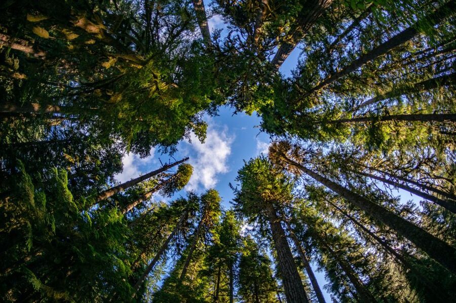 Seattle: Olympic National Park Small-Group Tour - Five things to know before booking