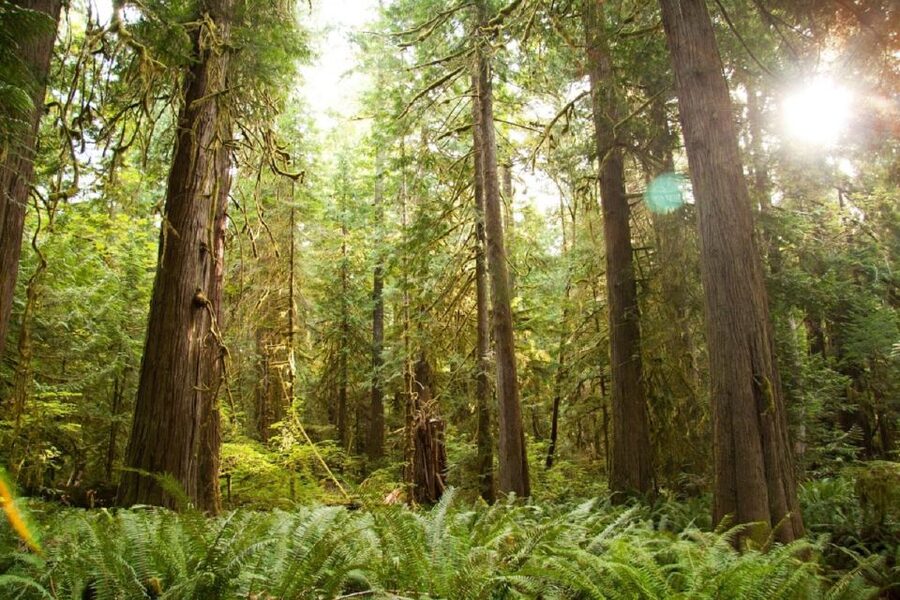 Seattle: Olympic National Park Small-Group Tour - Old-growth forest walks and fern-covered waterfalls