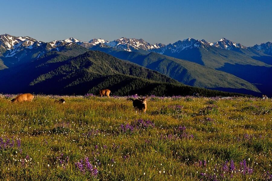 Seattle: Olympic National Park Small-Group Tour - Food, drinks, and the small touches