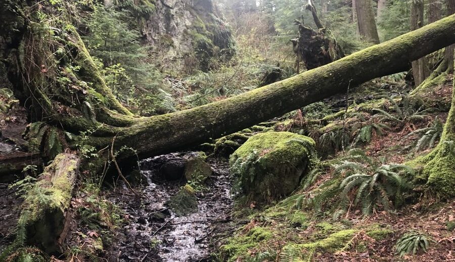Seattle: Snoqualmie Falls and Twin Falls Guided Tour - Key points at a glance