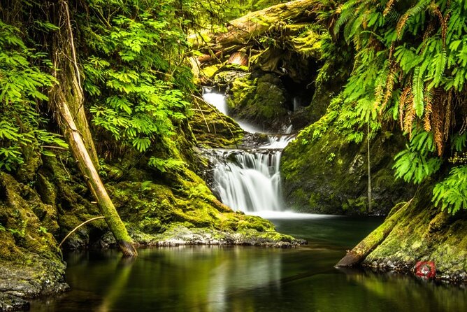 Self-Guided Audio Driving Tour in Olympic National Park - Hoh Rain Forest, Olympic’s essential stop