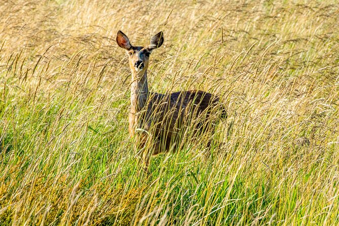 Skagit Valley Birding + Deception Pass Day Tour From Seattle - Fort Casey and Admiralty Head Lighthouse