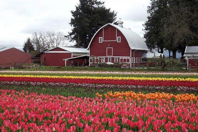 Skagit Valley Tulip Festival Day Tour from Seattle - Tulip Valley Farms and the first 90 minutes
