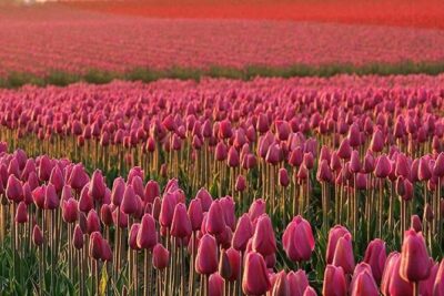 Skagit Valley Tulip Festival Day Tour from Seattle