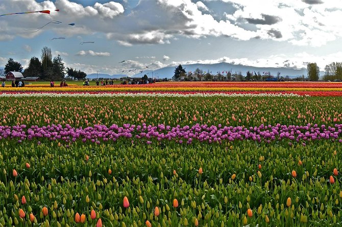 Skagit Valley Tulip Festival Day Tour from Seattle - What the $185.72 price really covers