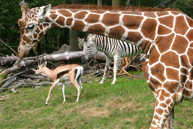 Skip the Line: Daily Admission at Woodland Park Zoo Ticket - Key Points to Know Before You Go