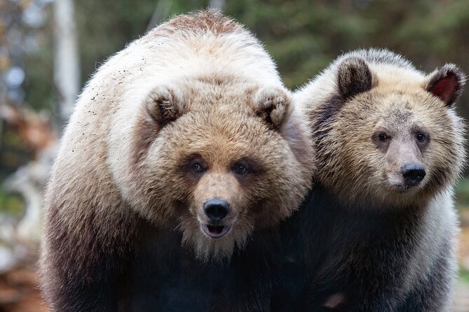 Skip the Line: Daily Admission at Woodland Park Zoo Ticket - Entering Woodland Park Zoo With a Mobile Ticket