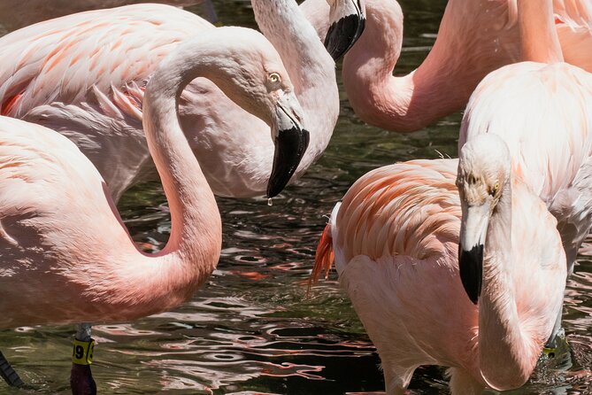 Skip the Line: Daily Admission at Woodland Park Zoo Ticket - Penguins, Otters, and the Coastal Desert
