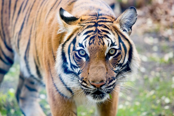 Skip the Line: Daily Admission at Woodland Park Zoo Ticket - Outdoor Theater Programs and Ambassador Animals