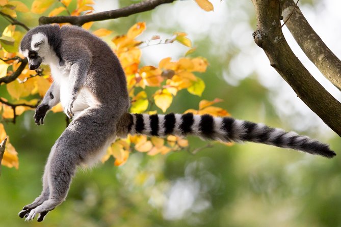 Skip the Line: Daily Admission at Woodland Park Zoo Ticket - Zoomazium for Children Who Need a Break