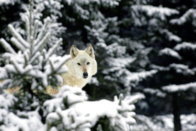 Skip the Line: Daily Admission at Woodland Park Zoo Ticket - Gardens, Butterflies, and Seasonal Features
