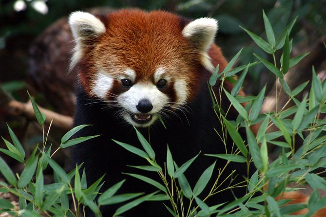 Skip the Line: Daily Admission at Woodland Park Zoo Ticket - Why the 92-Acre Layout Matters