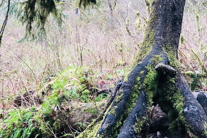 Snoqualmie falls and Twin Falls Hike - Why the small group and van are worth paying for