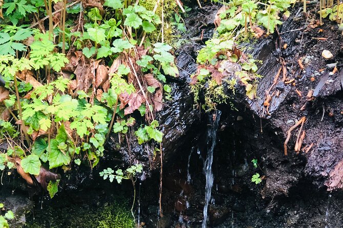 Snoqualmie falls and Twin Falls Hike - Who will enjoy this outing most