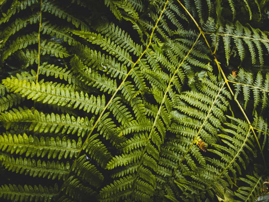 Snoqualmie, Twin Falls & Ancient Forest (Transport Included) - Key points at a glance