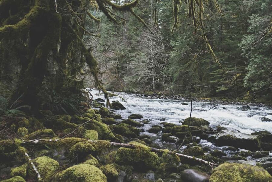 Snoqualmie, Twin Falls & Ancient Forest (Transport Included) - Practical ways to get more from the four hours