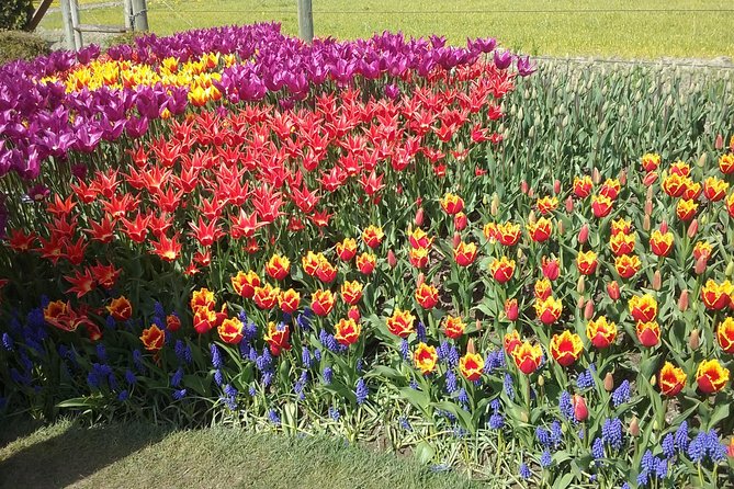 Tulip Festival and Skagit Valley Tour - Why this nine-hour trip works from Seattle
