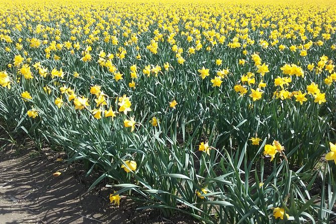 Tulip Festival and Skagit Valley Tour - La Conner: the day’s welcome change of pace