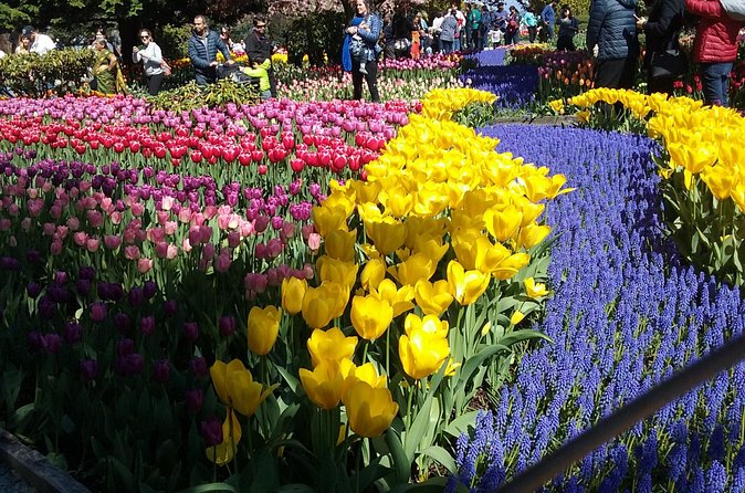 Tulip Festival and Skagit Valley Tour - How much value do you get for $252.70?