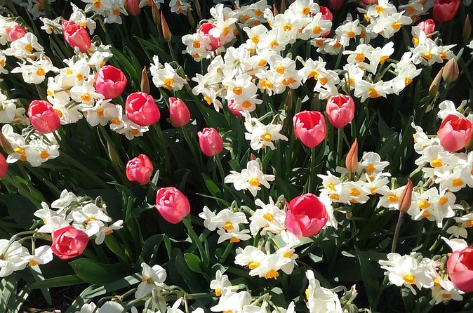 Tulip Festival and Skagit Valley Tour - Walking, weather, and what to pack